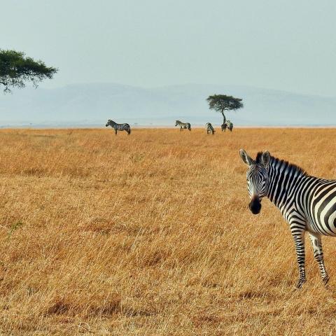 masai mara