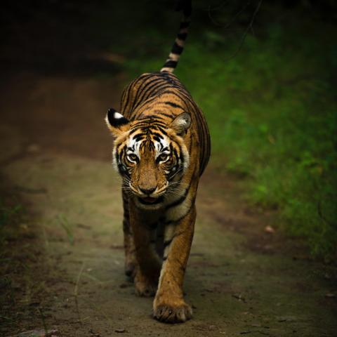 ranthambore