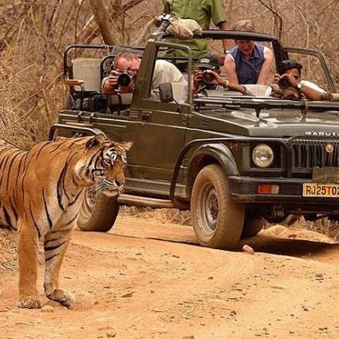 ranthambore