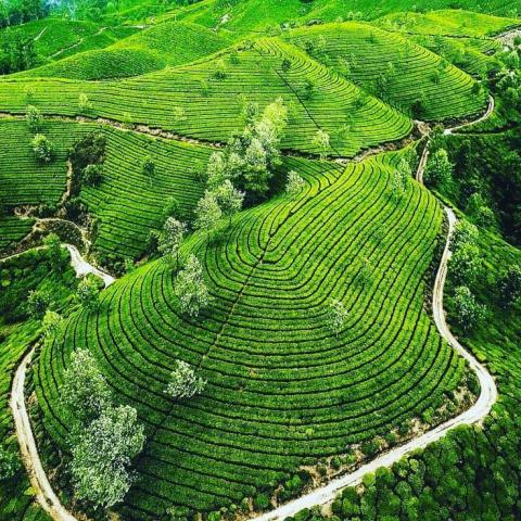 munnar