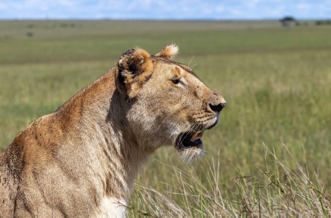 masai mara