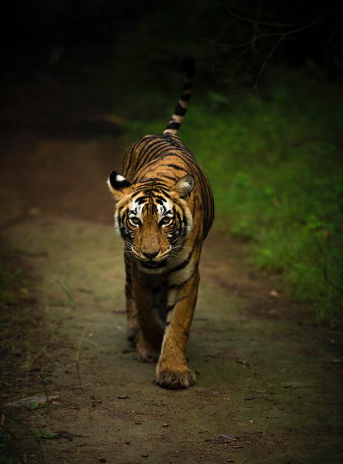 ranthambore