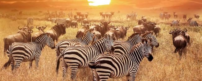 Africa Tour Packages, Book your Africa Holiday Package