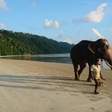 Elephant beach 1