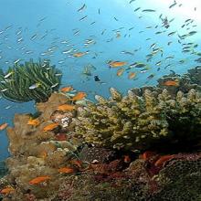 Havelock snorkeling 1