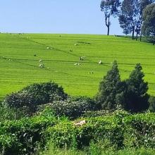 Coffee plantation Nairobi