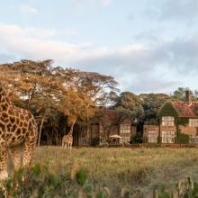 Giraffe Center