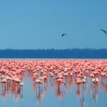 Lake Nakuru Kenya