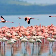 Lake Nakuru Kenya