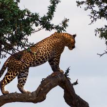 Masai Mara