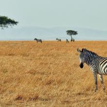 Masai Mara