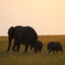 Masai Mara