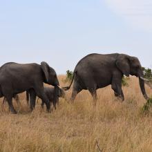 Masai Mara