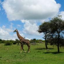 Masai Mara