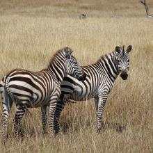 Masai Mara