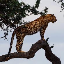 Masai Mara