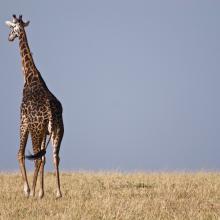 Masai Mara