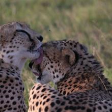 Masai Mara