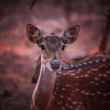 Ranthambore 12