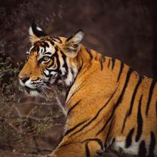 Ranthambore 13