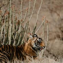 Ranthambore 14