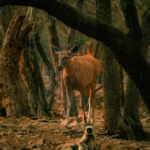 Ranthambore 15