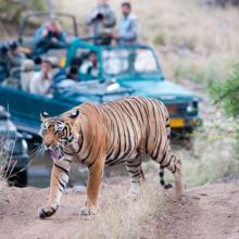 Ranthambore 2