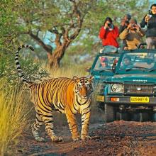 Ranthambore 3