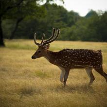 Ranthambore 5