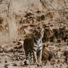 Ranthambore 9