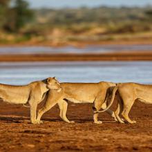 Samburu national park